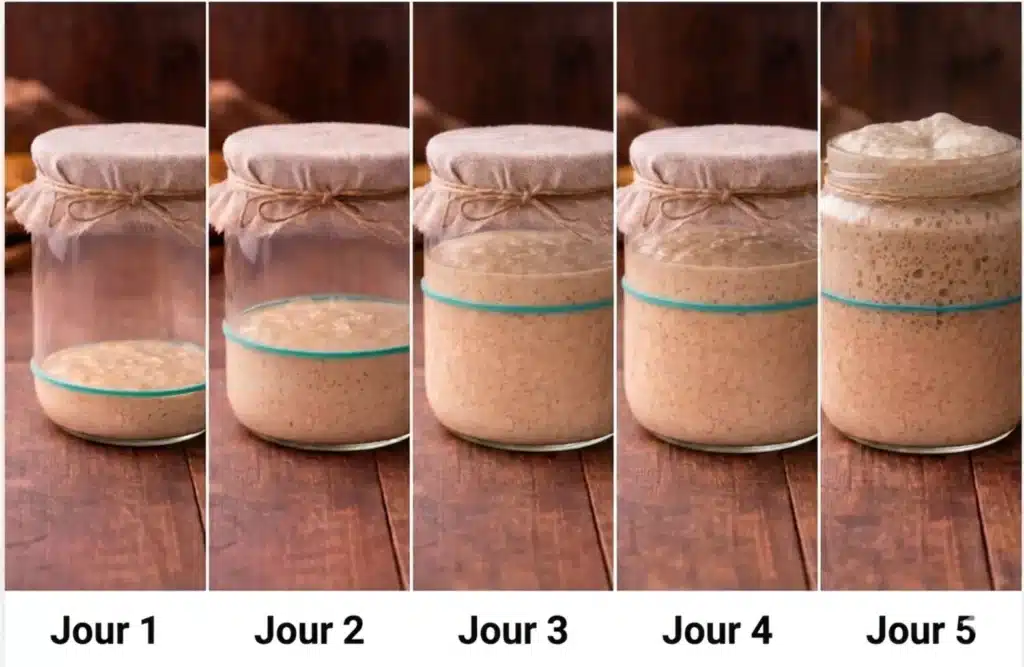 Cinq photos montrant l'évolution d'un levain sur 5 jours. Au cinquième jour, le levain a doublé de volume.