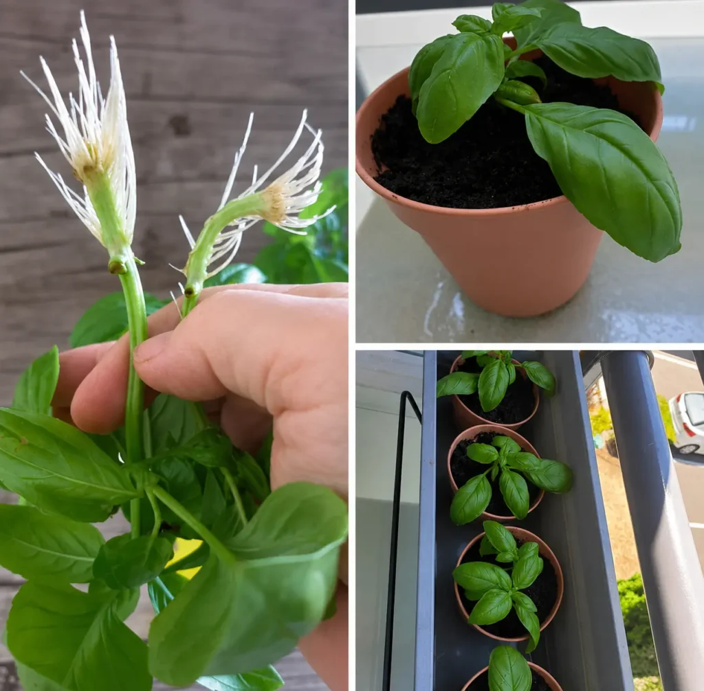 Multiplier un pied de basilic : boutures enracinées après 21 jours, repiquage dans un terreau de semis puis installation en pots.