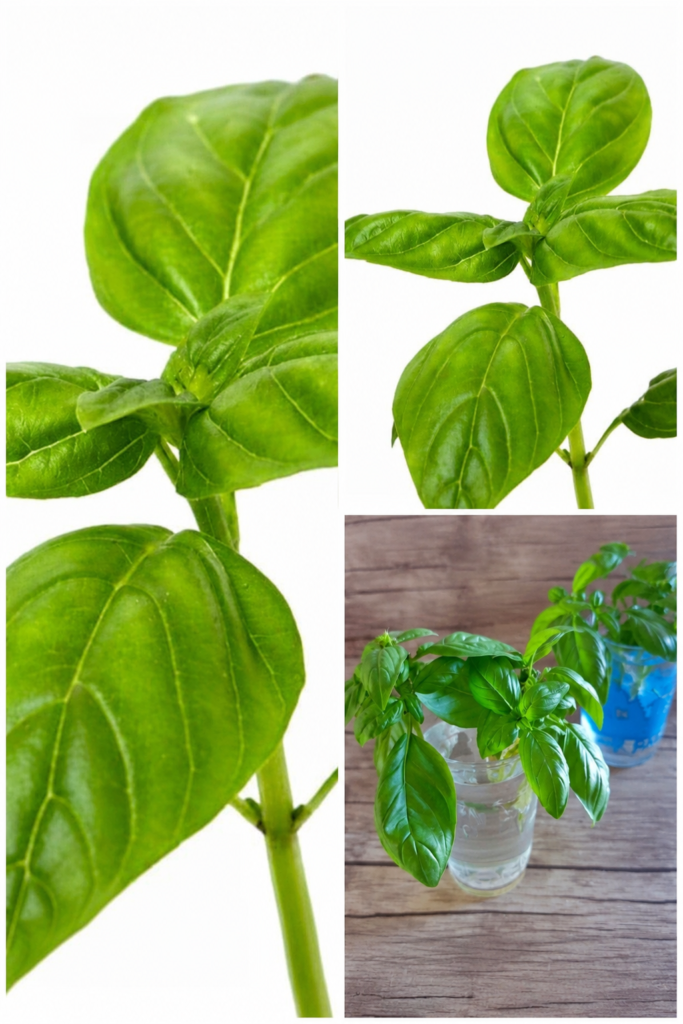 Multiplier un pied de basilic : coupe d'une tige au niveau d'un nœud puis boutures placées dans l'eau pour favoriser l'enracinement.
